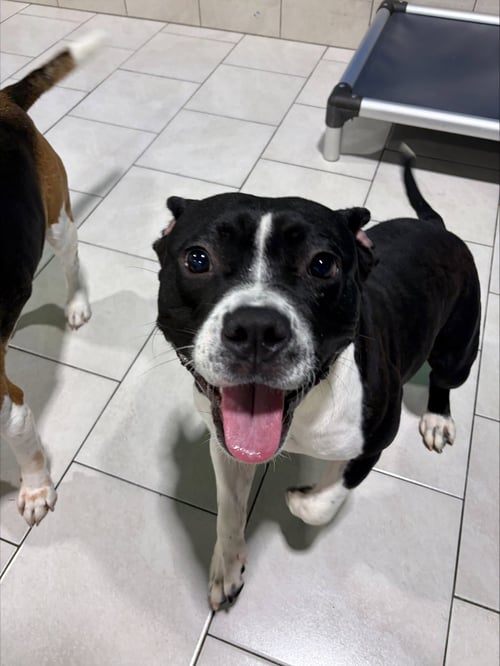 YAY - Pit Bull Terrier available for adoption