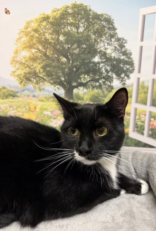 BUNNY - Domestic Short Hair available for adoption