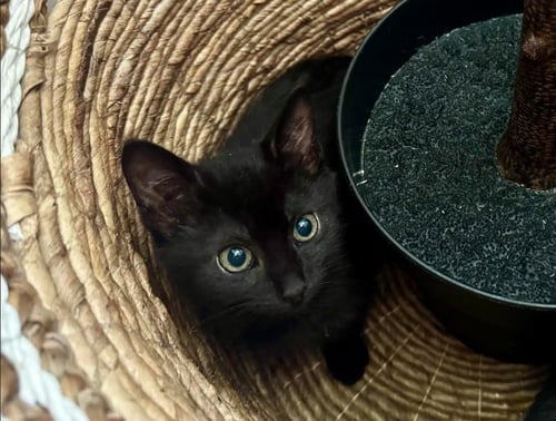 EMERALD - Domestic Short Hair available for adoption
