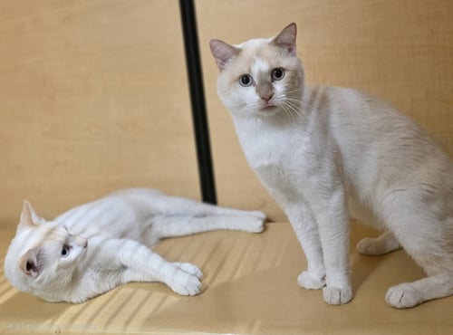 BEAVER & MUSKRAT *BONDED* - Siamese available for adoption