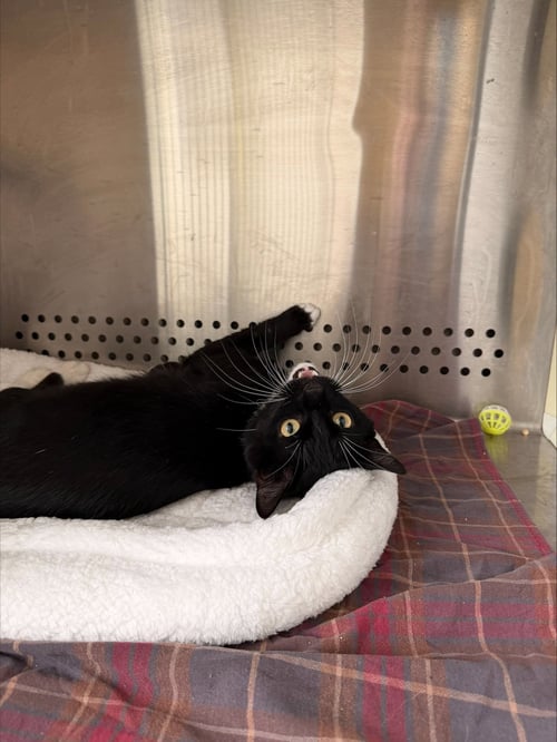 ROLLO - Domestic Short Hair available for adoption