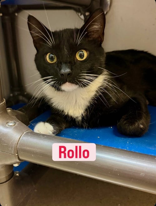 ROLLO - Domestic Short Hair available for adoption