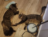 Asher & Peter *BONDED* - Photo 3