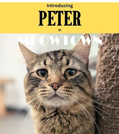 ASHER & PETER *BONDED* - Domestic Medium Hair available for adoption