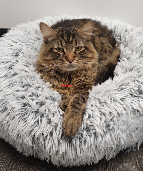 ASHER & PETER *BONDED* - Domestic Medium Hair available for adoption
