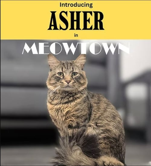 ASHER & PETER *BONDED* - Domestic Medium Hair available for adoption