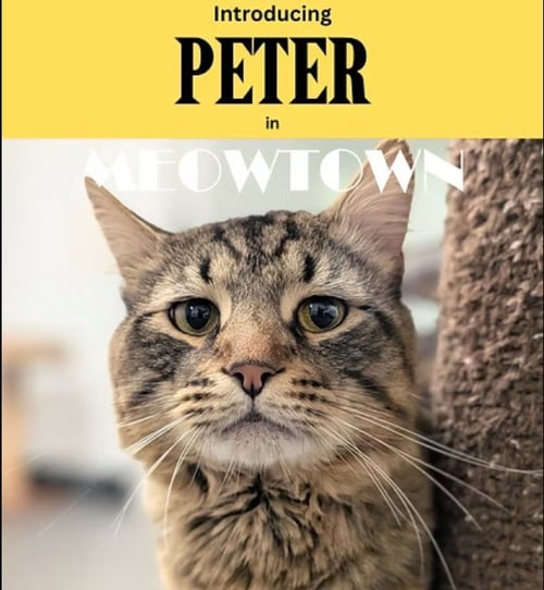 ASHER & PETER *BONDED* - Domestic Medium Hair available for adoption