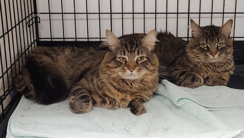 ASHER & PETER *BONDED* - Domestic Medium Hair available for adoption