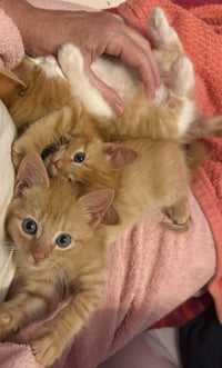 Cheeto - Photo 4