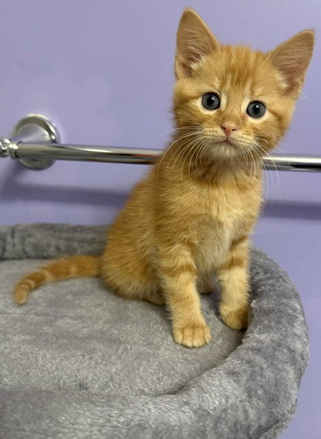 Cheeto Image