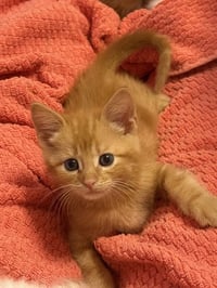 Cheeto - Photo 3