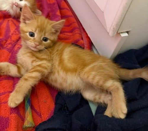 CHEETO - Domestic Short Hair available for adoption