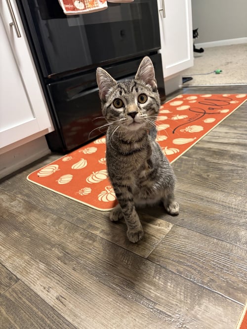 FLUFFY - Domestic Short Hair available for adoption