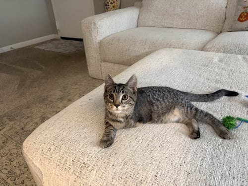 FLUFFY - Domestic Short Hair available for adoption