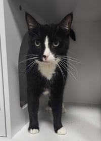Dahs Tux - Photo 2