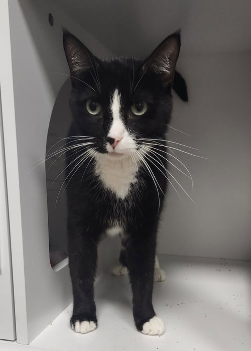 DAHS TUX - Domestic Short Hair available for adoption