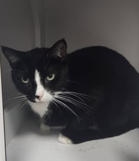 Dahs Tux - Photo 3