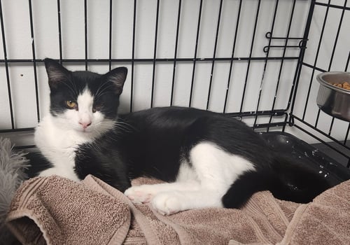 DEANNA - Domestic Short Hair available for adoption