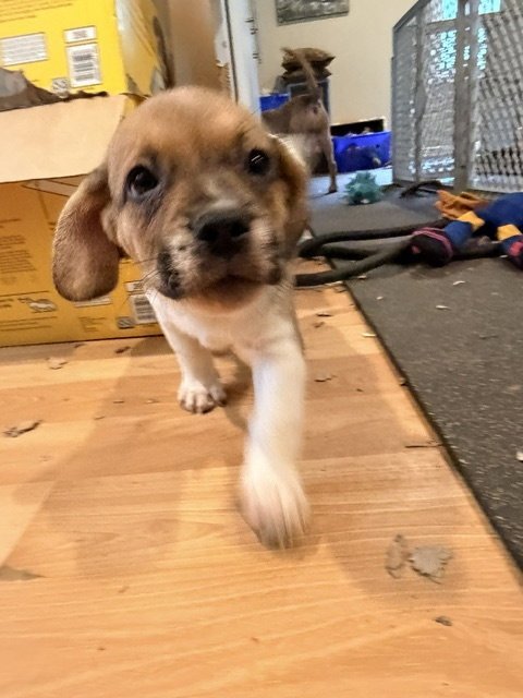 BODHI - Beagle available for adoption