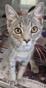PUCK - Domestic Short Hair available for adoption