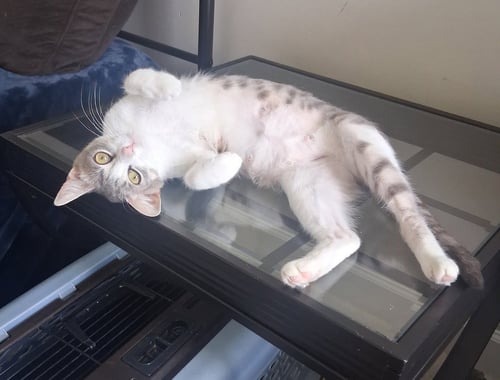 CALLIE - Domestic Short Hair available for adoption