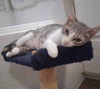 Callie - Photo 1