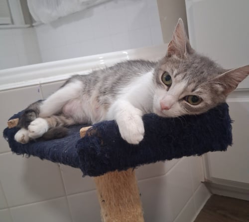 CALLIE - Domestic Short Hair available for adoption