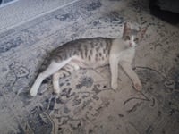 Callie - Photo 3