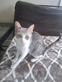 Callie - Photo 4