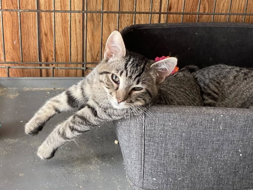 PIPA - Domestic Short Hair available for adoption