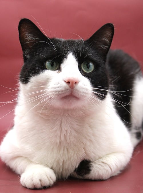 GIOVANNI - Domestic Short Hair available for adoption