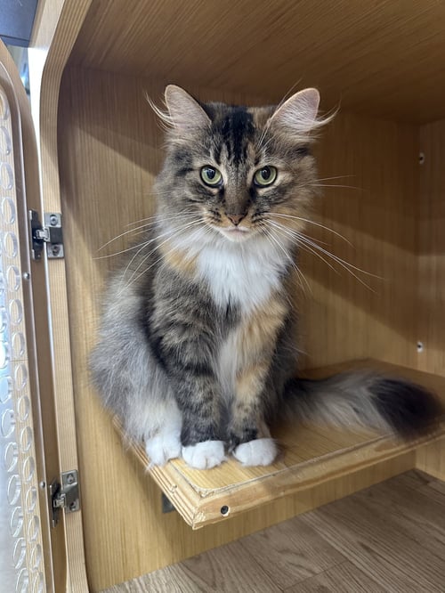 MERYL - Domestic Long Hair available for adoption