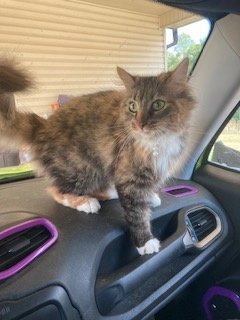 MERYL - Domestic Long Hair available for adoption