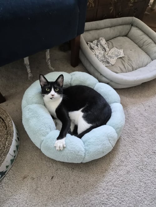 PINK - Domestic Short Hair / Tuxedo available for adoption