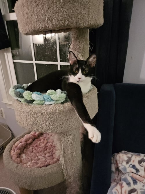 PINK - Domestic Short Hair / Tuxedo available for adoption