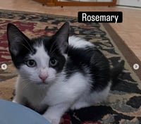 Rosemary - Photo 2
