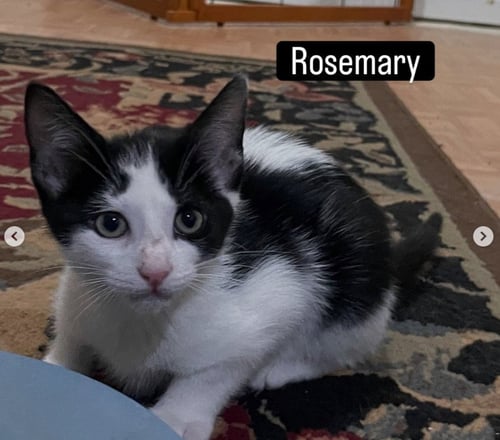 ROSEMARY - Domestic Short Hair available for adoption