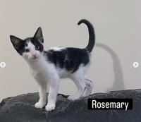 Rosemary - Photo 3