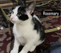 Rosemary - Photo 4