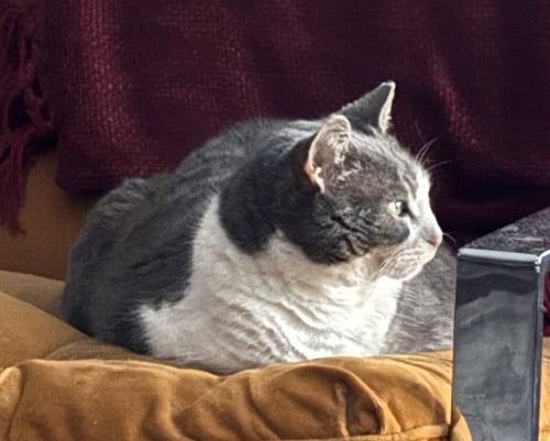 ATHENA - Domestic Short Hair available for adoption