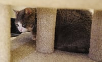 Athena - Photo 9