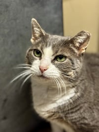 Athena - Photo 6