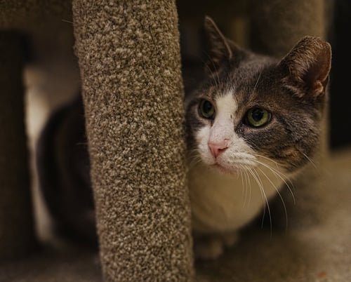 ATHENA - Domestic Short Hair available for adoption