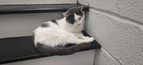 SPANOLEE - Domestic Short Hair available for adoption