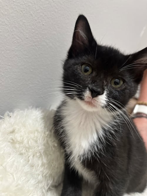 LEANNA - Domestic Short Hair available for adoption