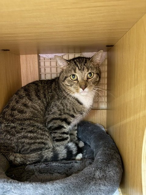 CHARLIE - Domestic Short Hair available for adoption