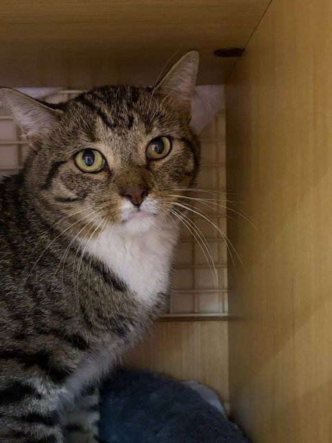 CHARLIE - Domestic Short Hair available for adoption