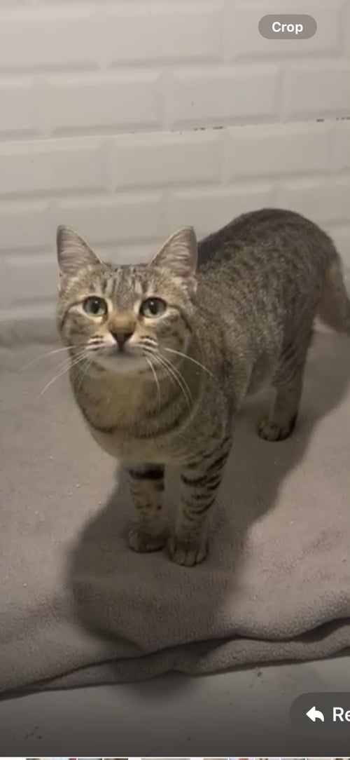 LILA - Domestic Short Hair available for adoption