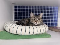 Lila - Photo 1