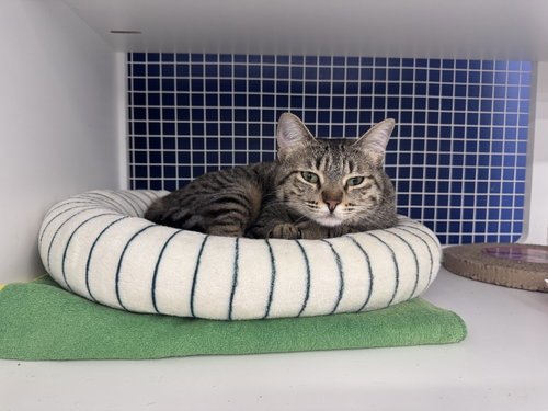 LILA - Domestic Short Hair available for adoption